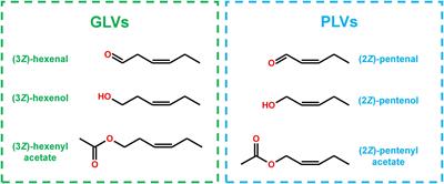 The Synthesis of Pentyl Leaf Volatiles and Their Role in Resistance to Anthracnose <mark class="highlighted">Leaf Blight</mark>